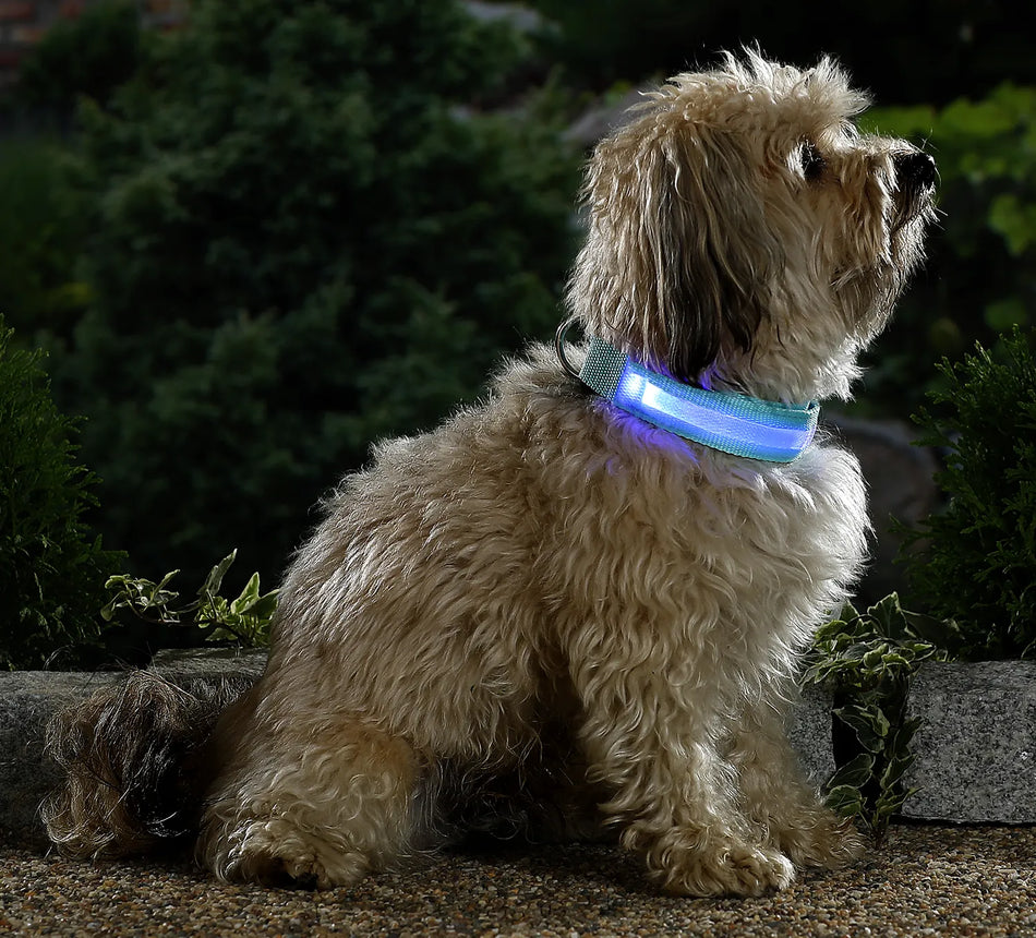LED Hundehalsband – Leuchtendes Sicherheits-Halsband für Hunde